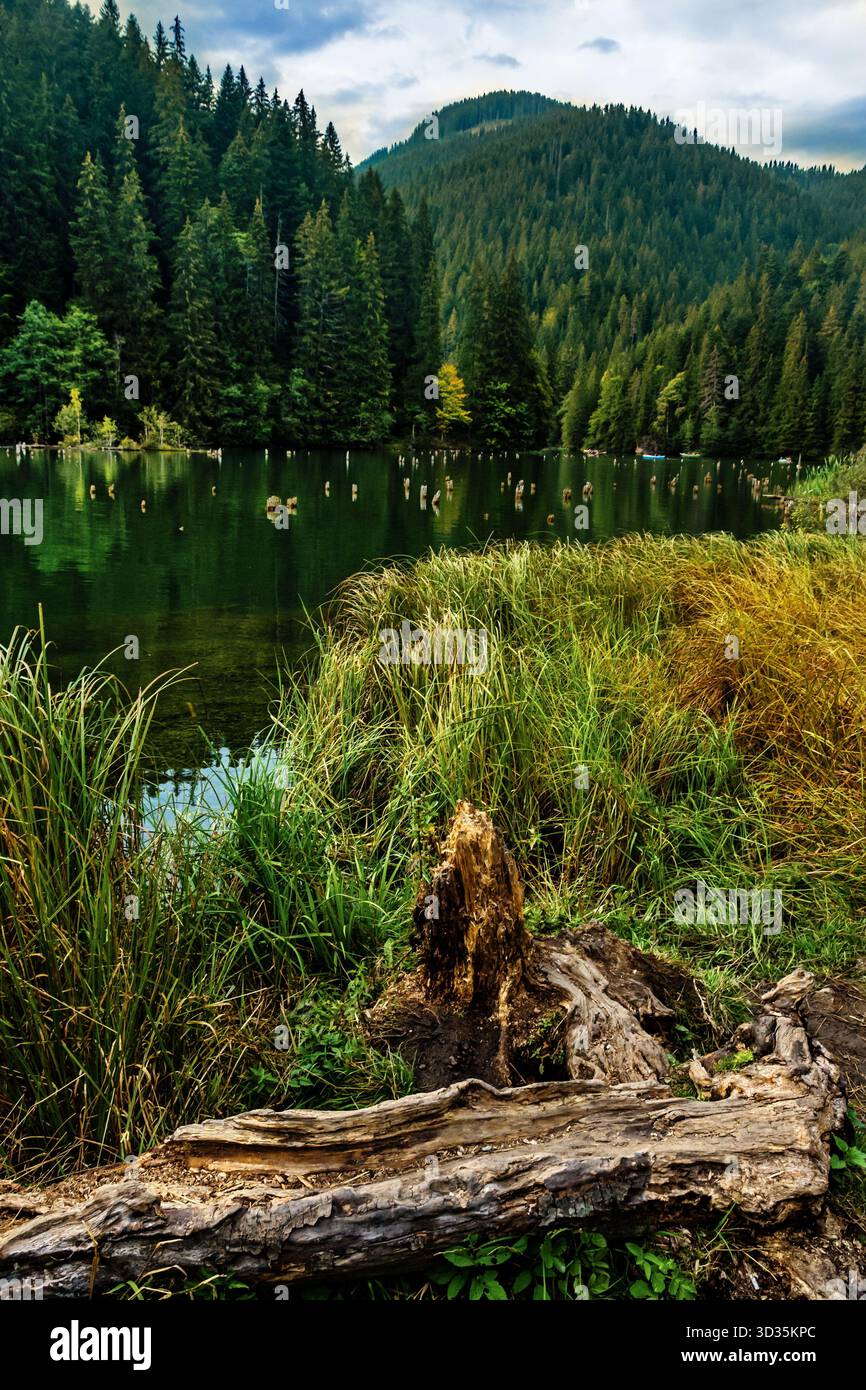 Lago calmo circondato da una fitta foresta, con un ceppo decadente e un tronco caduto in primo piano. Una tranquilla scena di texture naturali e bellezza tranquilla. Foto Stock