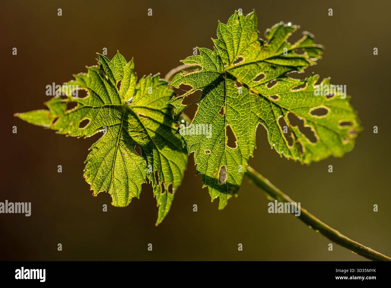 Due foglie verdi con fori visibili e bordi irregolari, che mostrano segni di danni da insetti. Una vista macro dettagliata dello stress vegetale e della texture naturale. Foto Stock