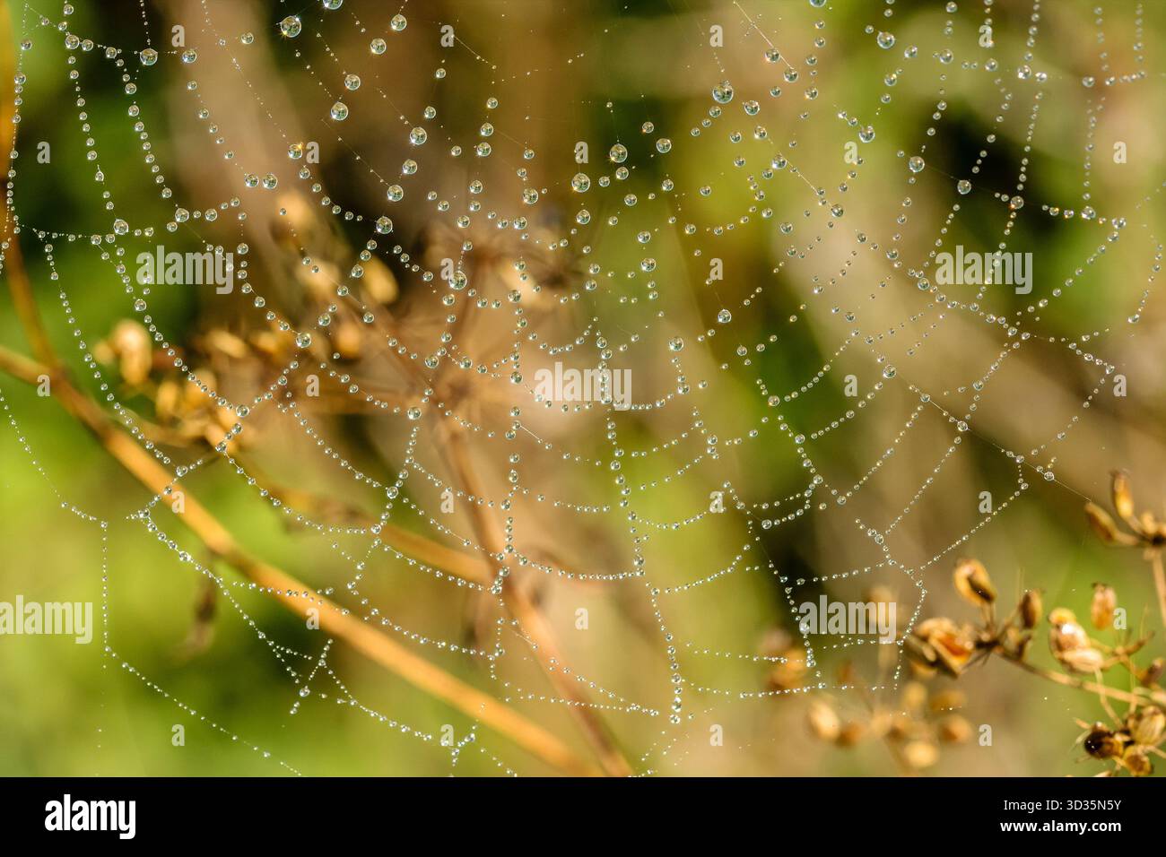 Rete ragno coperta di rugiada, sospesa tra steli asciutti. Intricati fili radiali brillano nella luce soffusa del mattino su uno sfondo naturale sfocato. Foto Stock