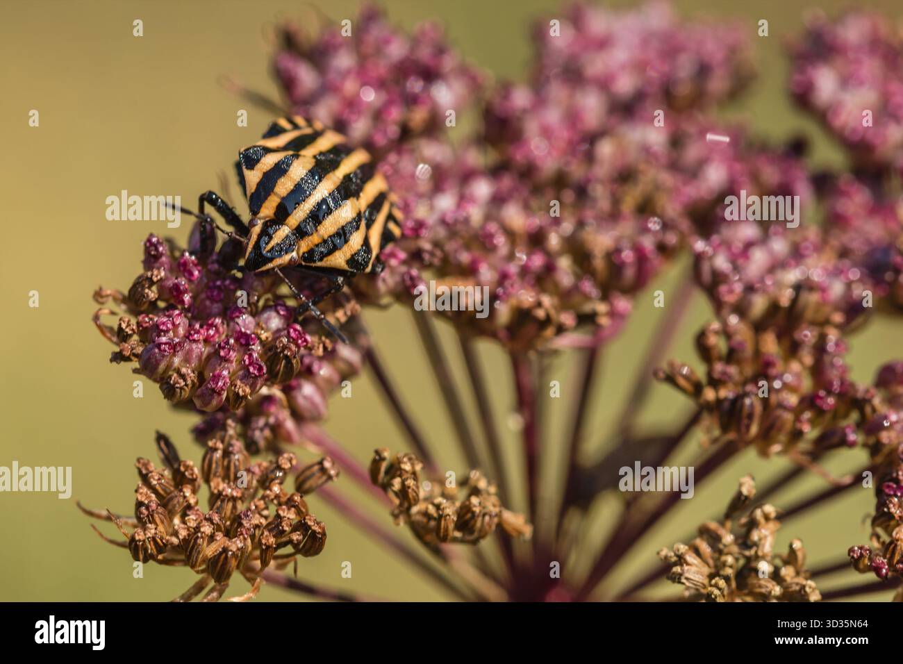 Cimice a strisce (Graphosoma lineatum) arroccato su un gruppo di fiori viola. Immagini macro vivaci che evidenziano la texture degli insetti e i dettagli floreali. Foto Stock