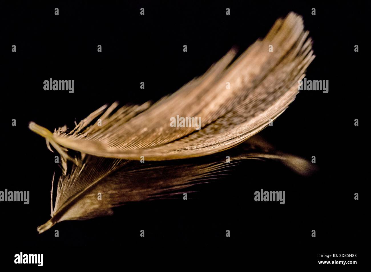 Piuma dorata-marrone che galleggia sopra una superficie nera, con il suo riflesso sottostante. Una composizione minimalista e poetica che enfatizza texture e simmetria. Foto Stock