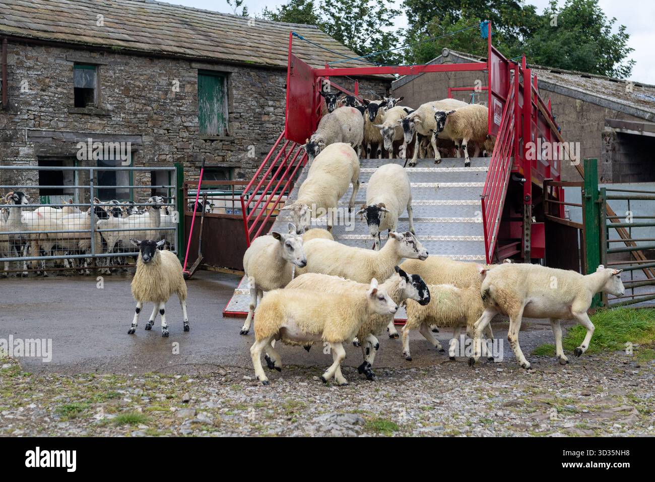 Pecore che escono da un cucchiaio mobile dopo essere state sottoposte a un bagno di immersione per aiutare a prevenire la scossa e i pidocchi nel gregge. North Yorkshire, Regno Unito Foto Stock