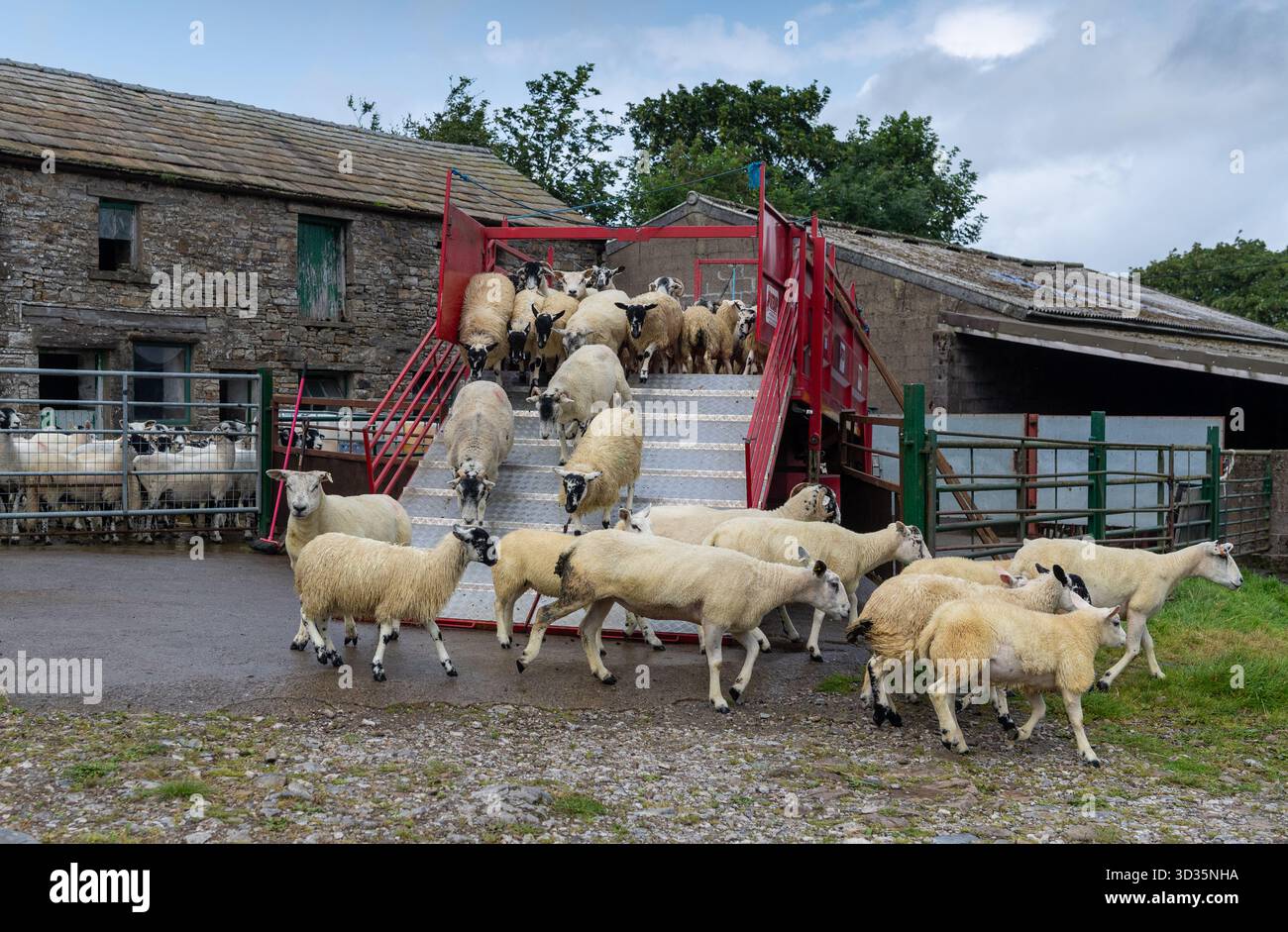 Pecore che escono da un cucchiaio mobile dopo essere state sottoposte a un bagno di immersione per aiutare a prevenire la scossa e i pidocchi nel gregge. North Yorkshire, Regno Unito Foto Stock