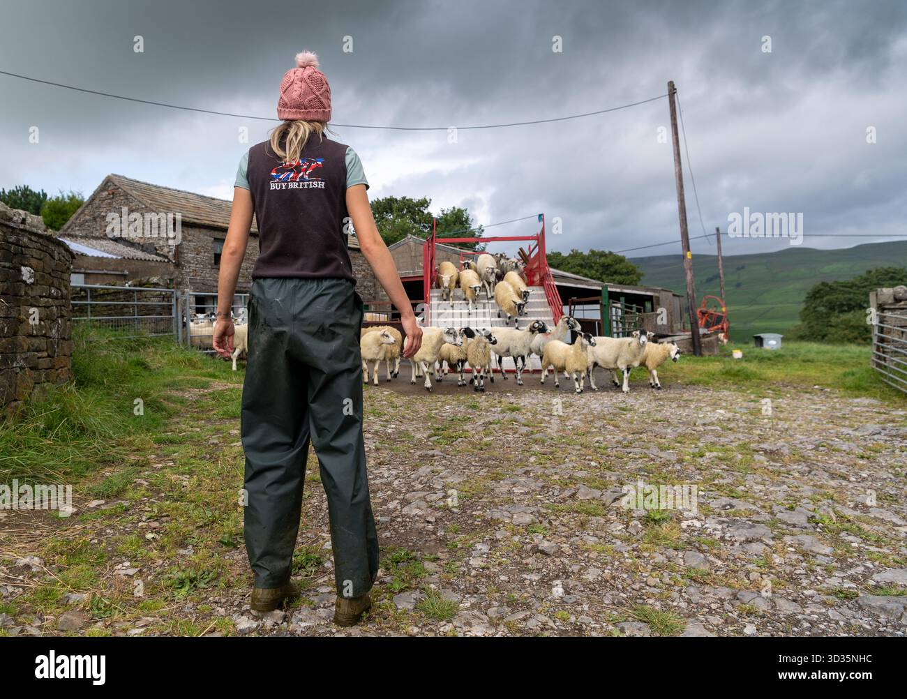 Pecore che escono da un cucchiaio mobile dopo essere state sottoposte a un bagno di immersione per aiutare a prevenire la scossa e i pidocchi nel gregge. North Yorkshire, Regno Unito Foto Stock
