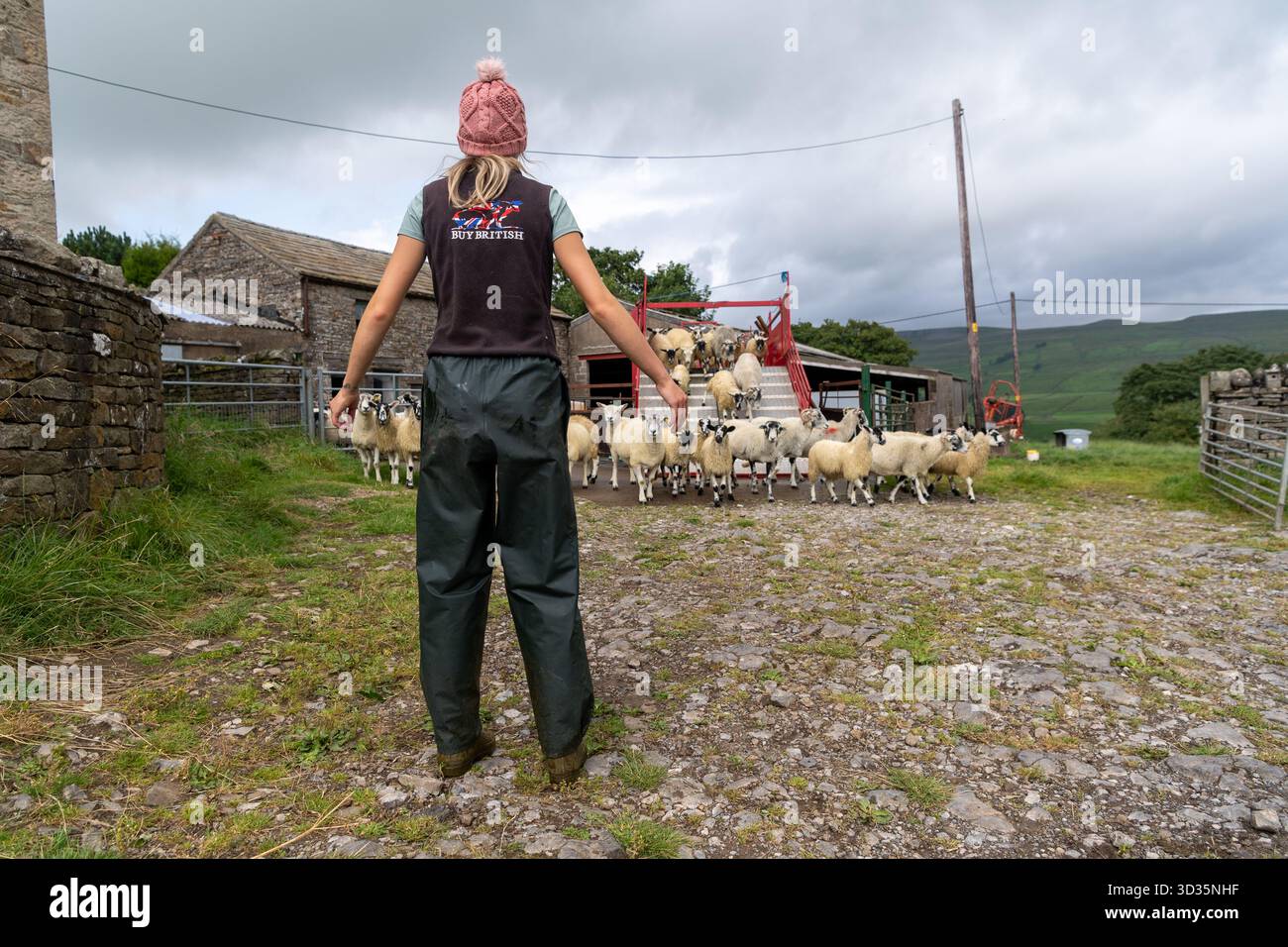 Pecore che escono da un cucchiaio mobile dopo essere state sottoposte a un bagno di immersione per aiutare a prevenire la scossa e i pidocchi nel gregge. North Yorkshire, Regno Unito Foto Stock