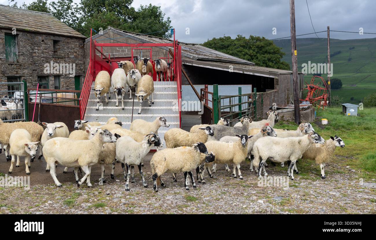 Pecore che escono da un cucchiaio mobile dopo essere state sottoposte a un bagno di immersione per aiutare a prevenire la scossa e i pidocchi nel gregge. North Yorkshire, Regno Unito Foto Stock
