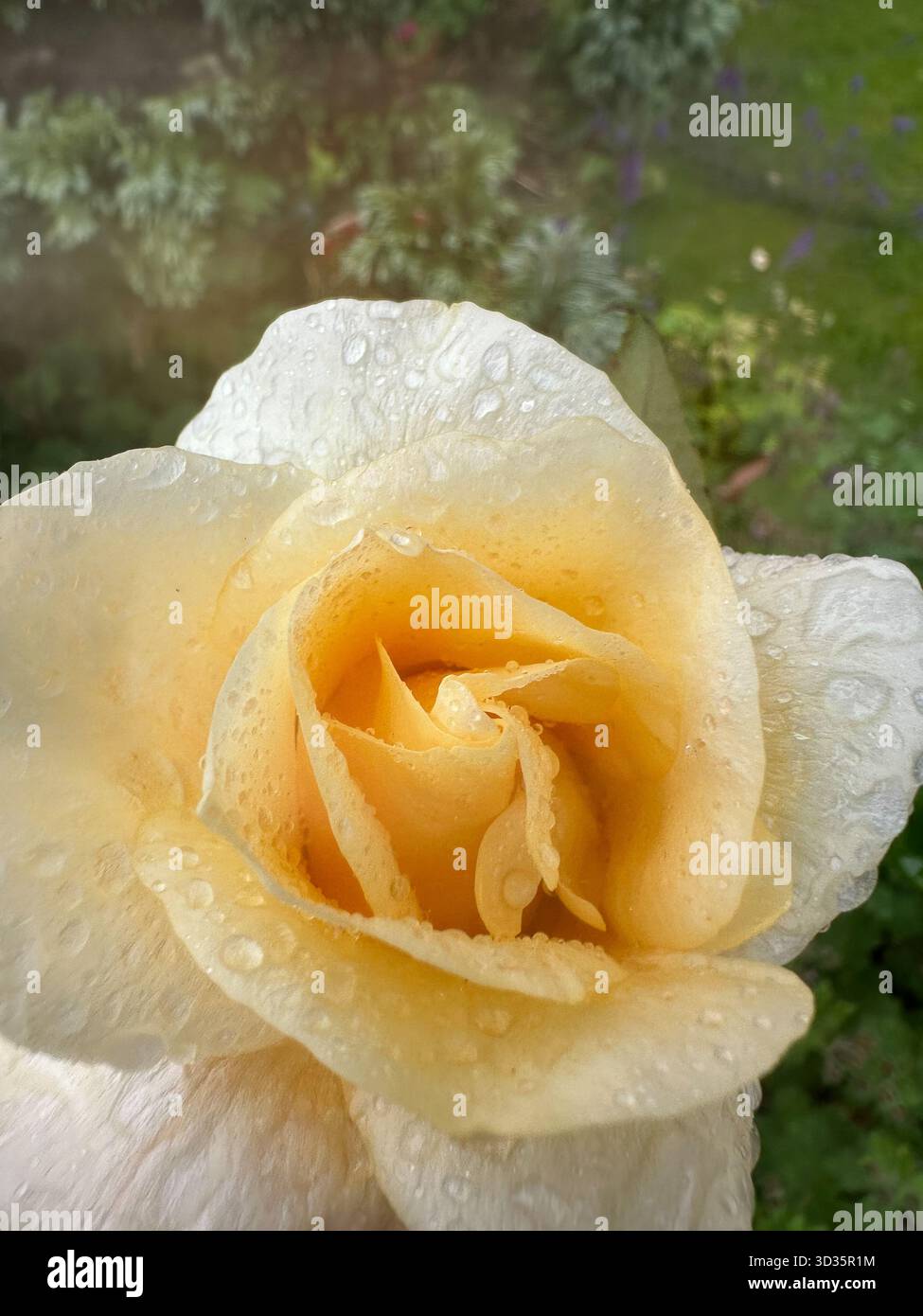 Le gocce di pioggia sulle rose Foto Stock