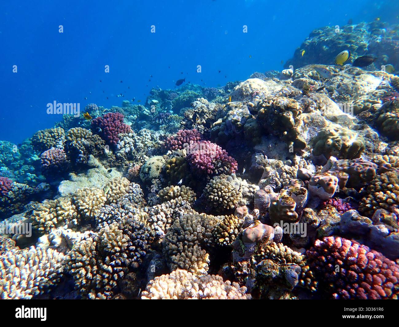 Ampia dose di coralli e abitanti della barriera corallina in egitto Foto Stock