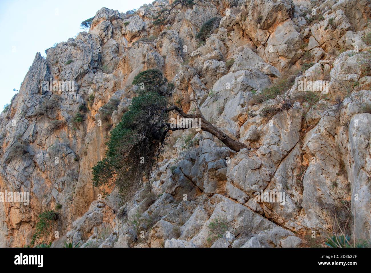 Olivo resistente sulla scogliera rocciosa: La tenacia della natura Foto Stock