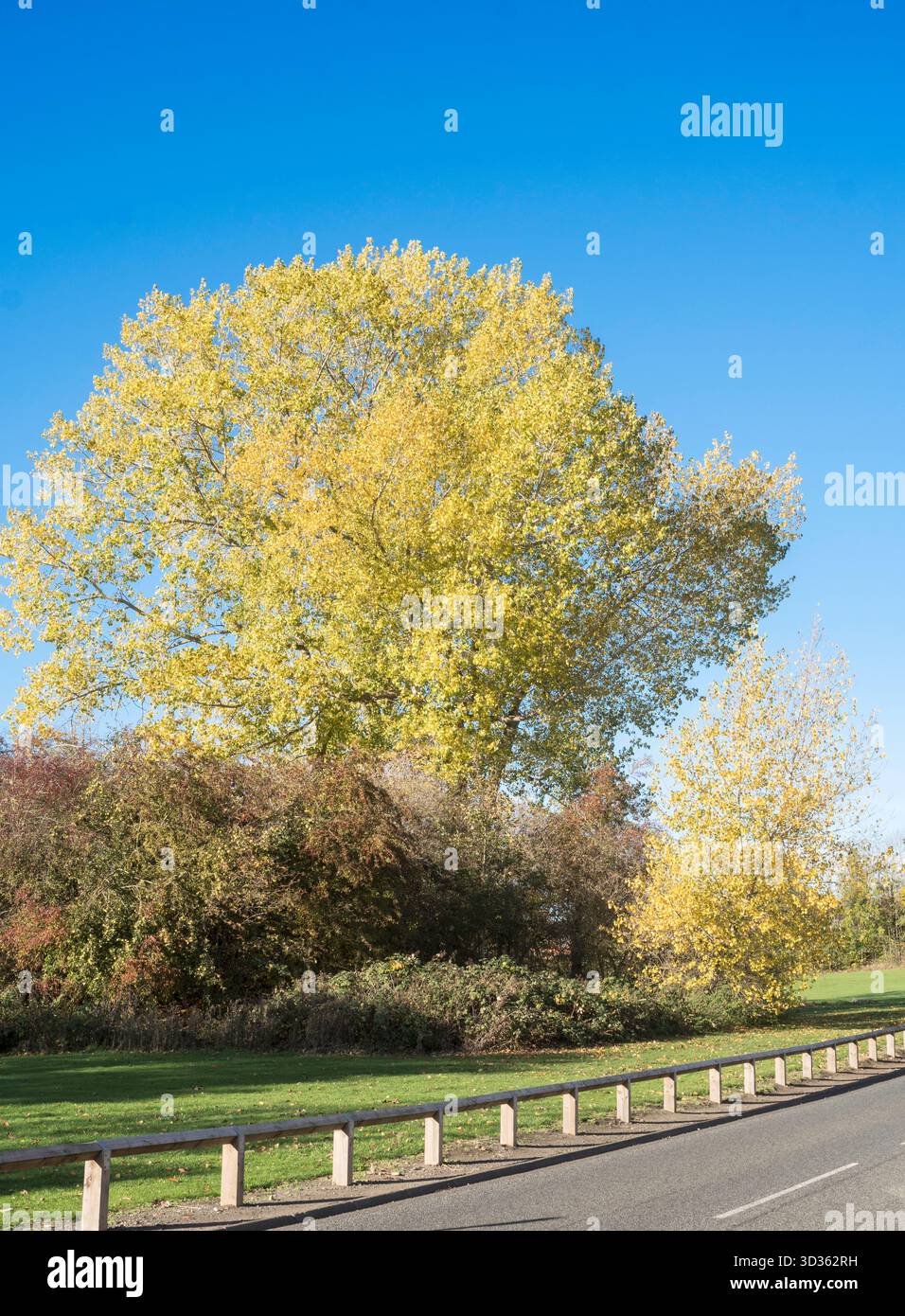 Fogliame giallo autunnale di un grande albero accanto a Worm Hill Terrace a Washington, Inghilterra, Regno Unito Foto Stock