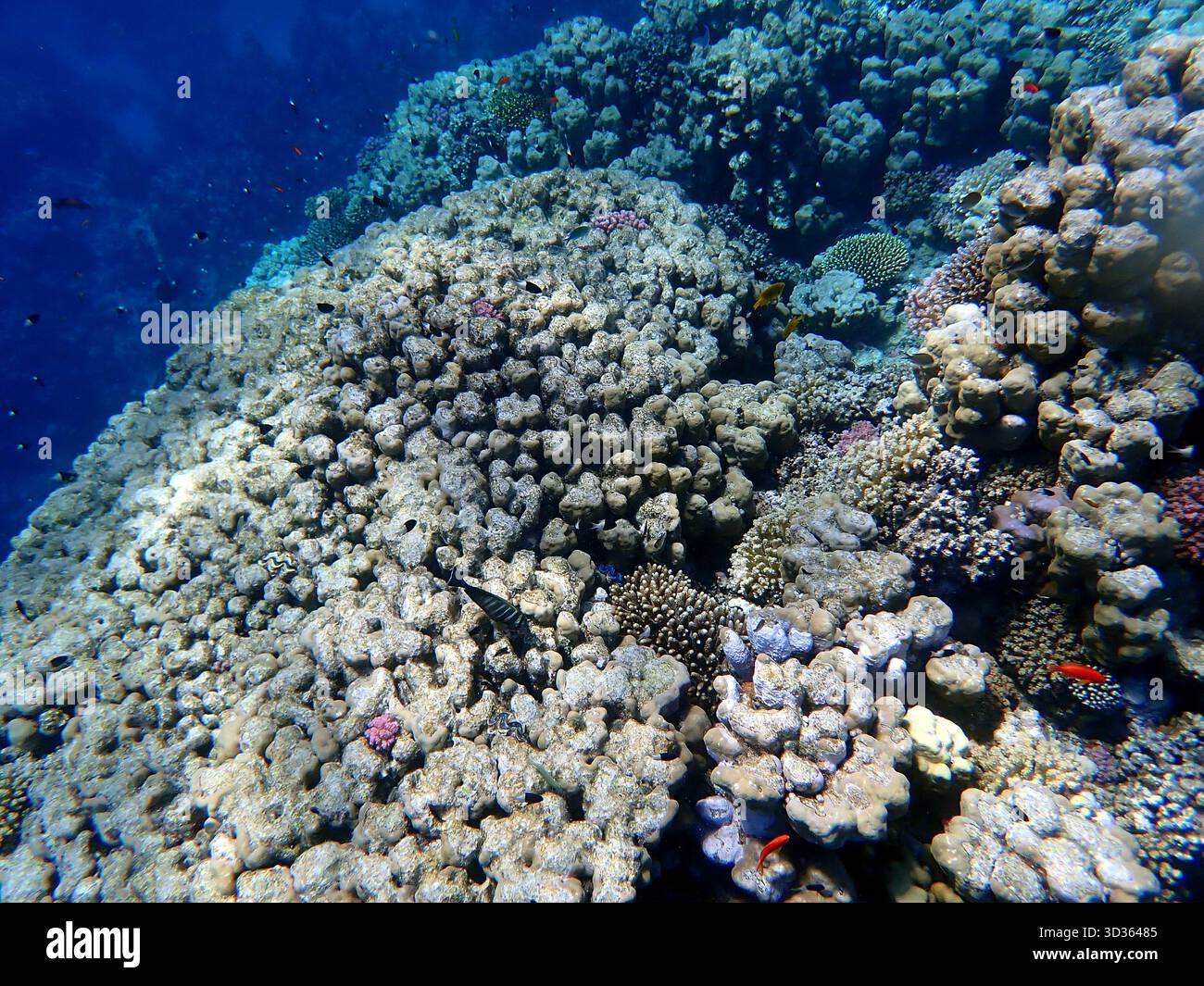 Ampia dose di coralli e abitanti della barriera corallina in egitto Foto Stock