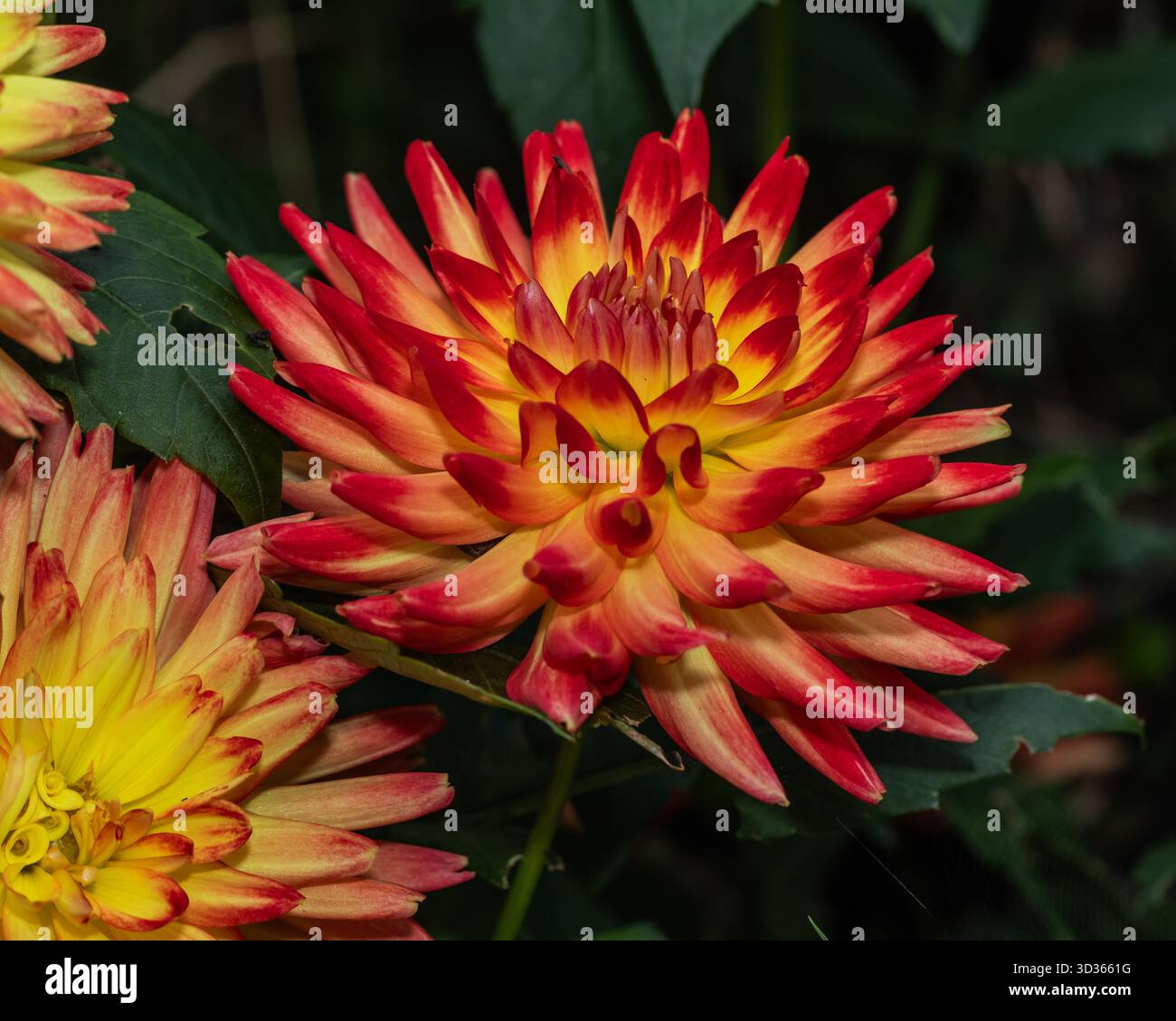 Immagine macro di una dahlia radiante in piena fioritura. Il fiore mostra strati simmetrici di petali giallo-arancio con punte rosse, che contrastano splendidamente W Foto Stock