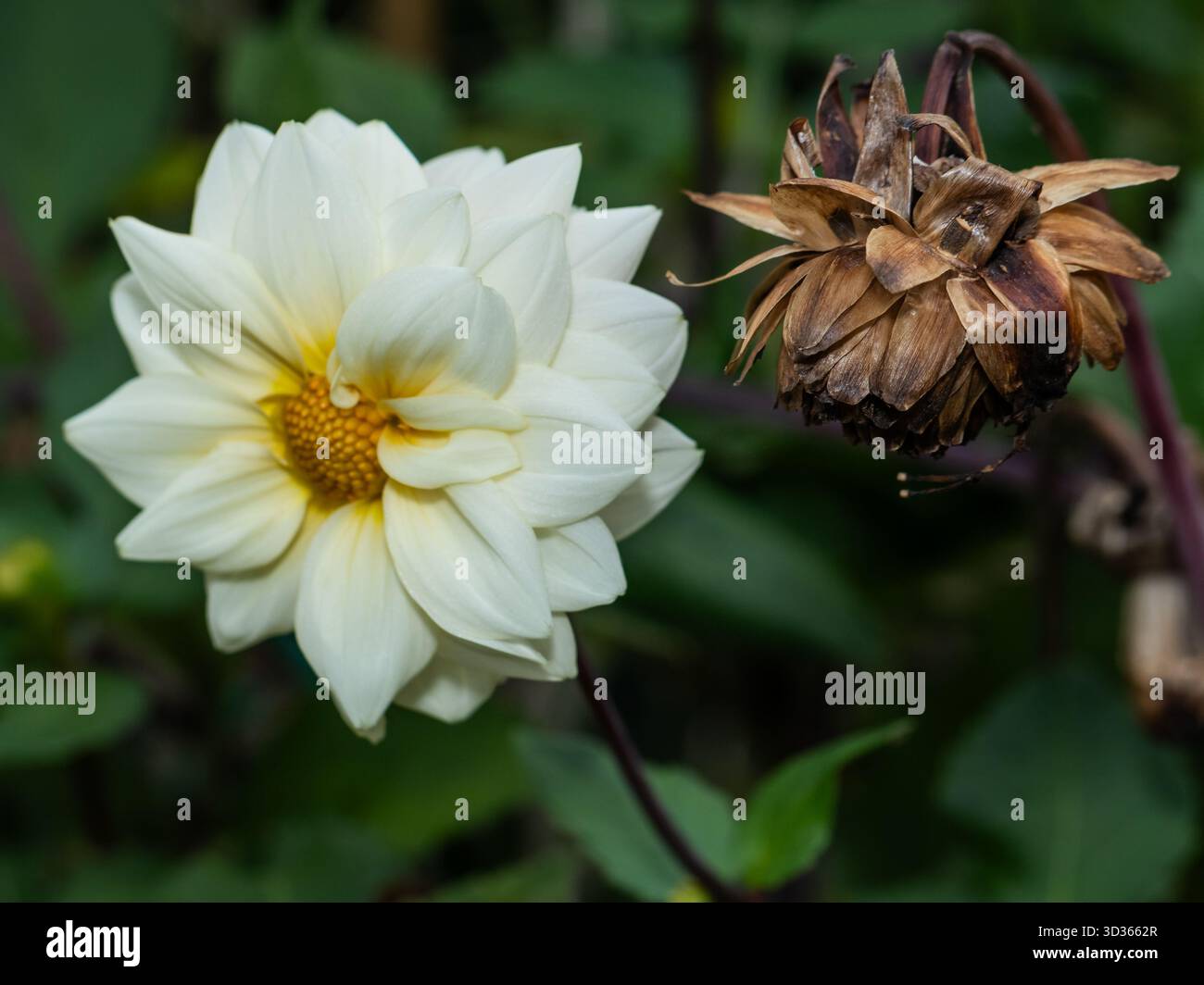 Foto macro che mostra la giustapposizione di una dahlia bianca fresca in piena fioritura accanto a un fiore asciutto e senza vita. Una rappresentazione naturale di bellezza, imper Foto Stock