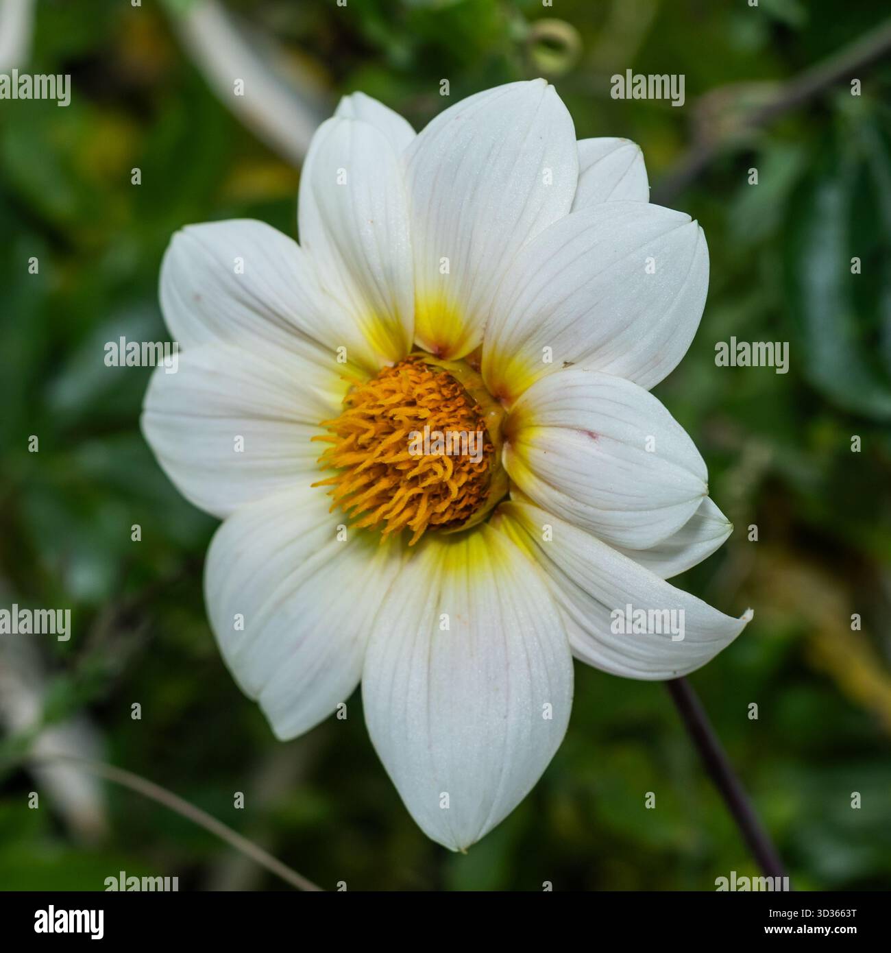 delicata dahlia bianca, con raffinati petali e un vivace nucleo arancio-giallo. Il fiore spicca sul morbido sfondo verde, Symboliz Foto Stock