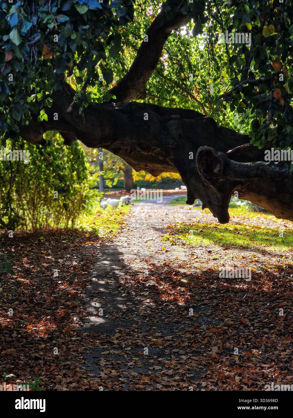 La luce del sole autunnale su un sentiero del parco a Groninga, nei Paesi Bassi, sotto un grande albero il cui tronco e rami assomigliano a un volto umano. Tranquilla scena naturale. Foto Stock