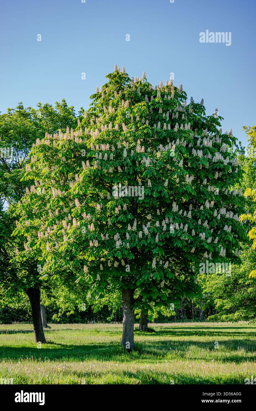 Albero in fiore di castagno in primavera Foto Stock