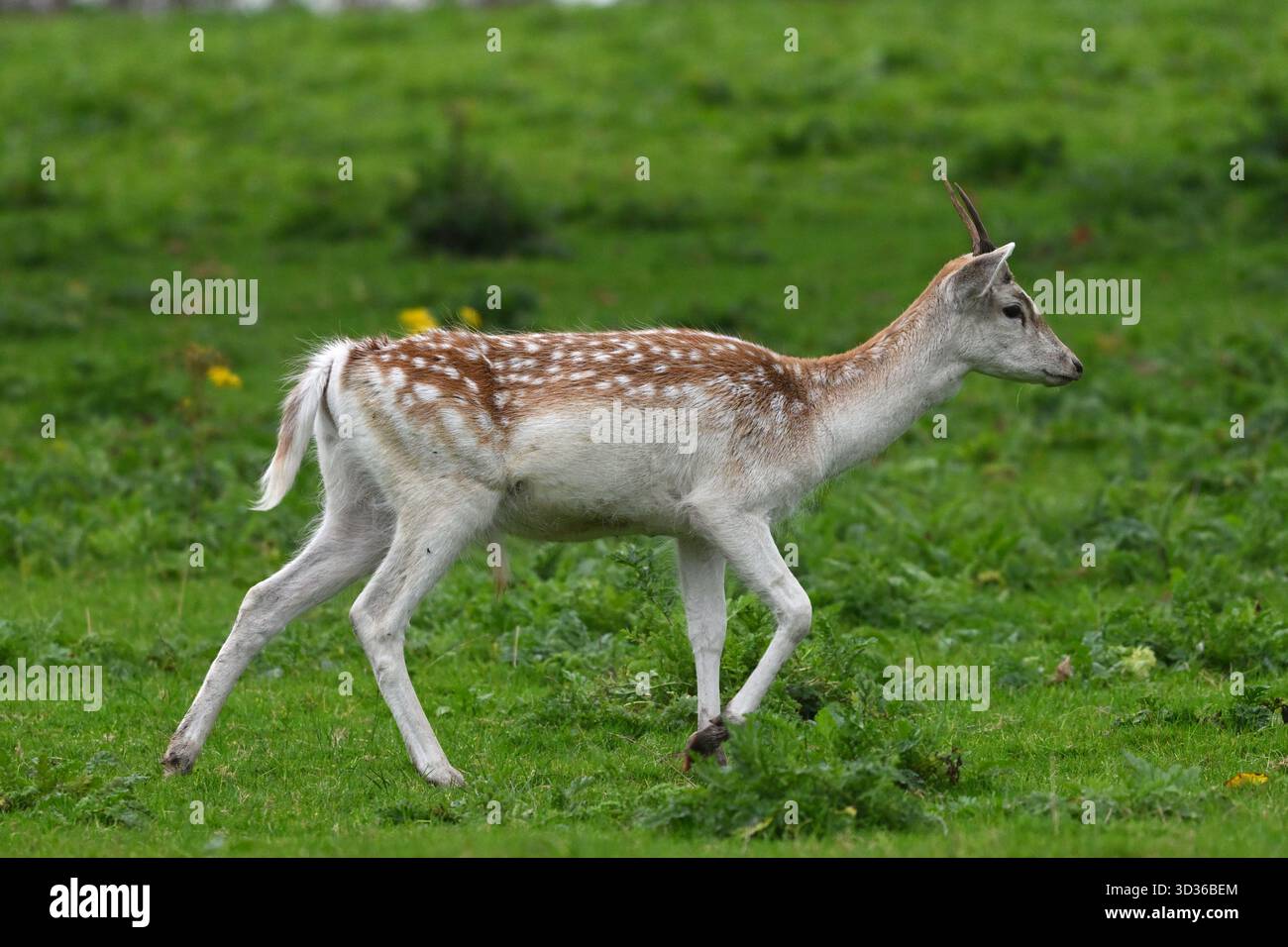 Giovane daino maschio, Dama dama, sull'erba settembre Regno Unito Foto Stock