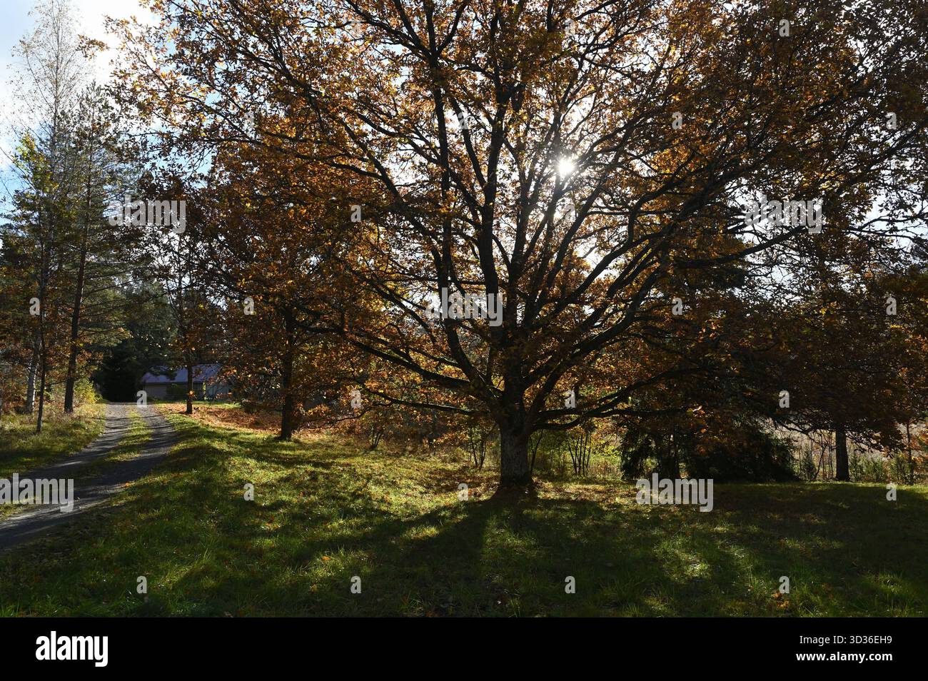 Un maestoso albero con foglie d'autunno dorate sorge accanto a un tranquillo sentiero di campagna, bagnato dalla calda luce del sole che filtra attraverso i suoi rami. Le ombre lunghe Foto Stock