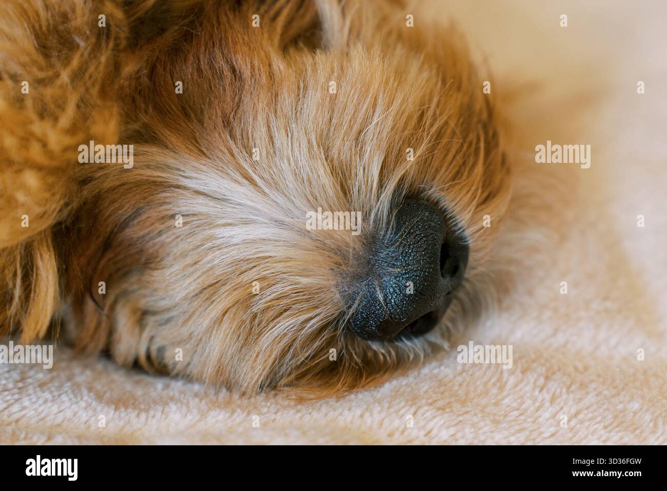 Primo piano dettagliato del naso nero di un cane circondato da pelliccia morbida e soffice. L'animale domestico riposa tranquillamente su una coperta beige, creando un ambiente accogliente e accogliente Foto Stock