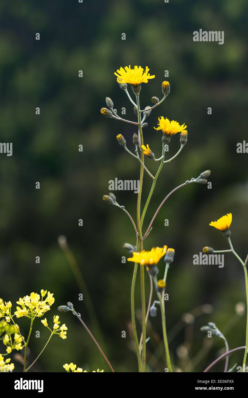 Alti fiori gialli che si stagliano su uno sfondo verde morbido e focalizzato. Foto Stock