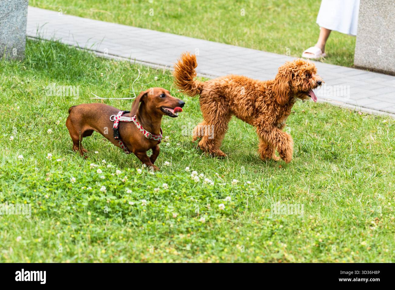 Il soffice cane marrone e il dachshund dai capelli corti corrono insieme su un lussureggiante prato verde, catturato a metà movimento durante un divertente inseguimento sotto la luce del sole. Foto Stock