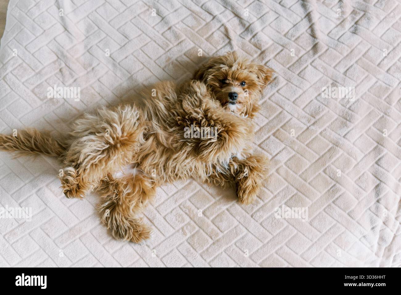 Un simpatico cane soffice con un cappotto dorato giace comodamente su una coperta beige testurizzata. L'accogliente ambiente interno mette in risalto il pe rilassato e giocoso del cane Foto Stock