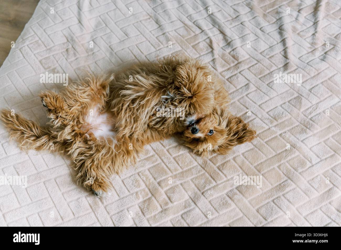 Un simpatico cane soffice con un cappotto dorato giace comodamente su una coperta beige testurizzata. L'accogliente ambiente interno mette in risalto il pe rilassato e giocoso del cane Foto Stock