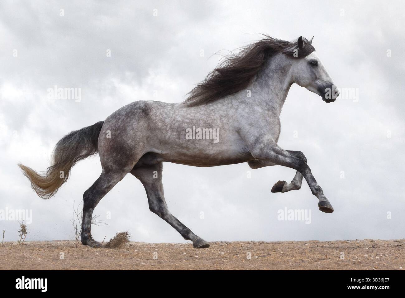Il cavallo spagnolo puro (pura Raza Espaola) è un'antica razza della penisola iberica in Spagna e strettamente imparentata con il Lusitano. Foto Stock