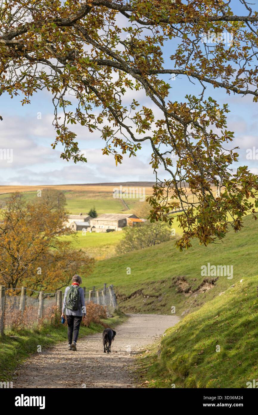 Lady che cammina il suo cane in autunno, Upper Swaledale, Yorkshire Dales, Inghilterra, Regno Unito Foto Stock