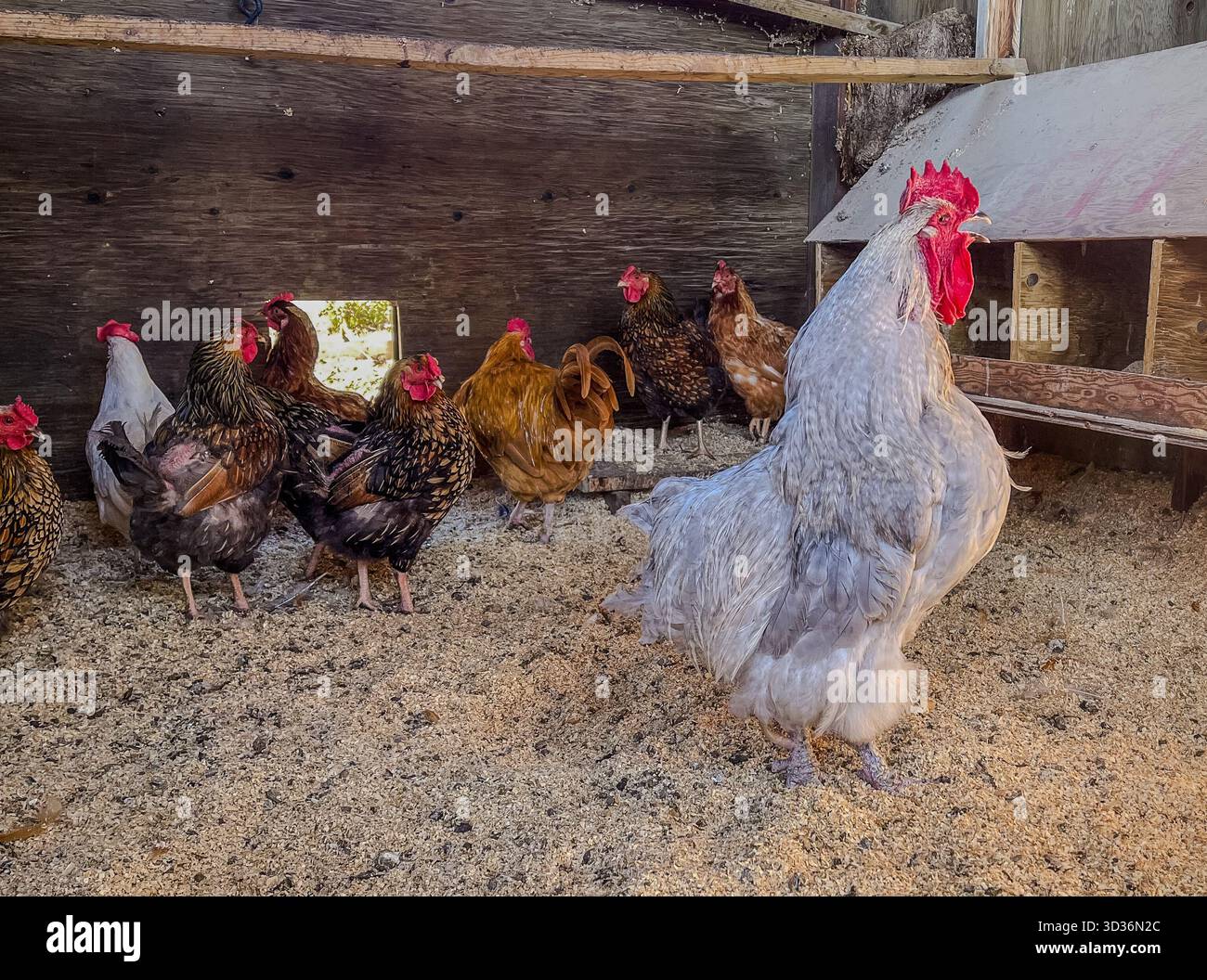 Un grande gallo bianco-grigio si erge in primo piano all'interno di un pollaio di legno, mentre un gruppo di galline con pettini rossi si riuniscono sullo sfondo, illustre Foto Stock