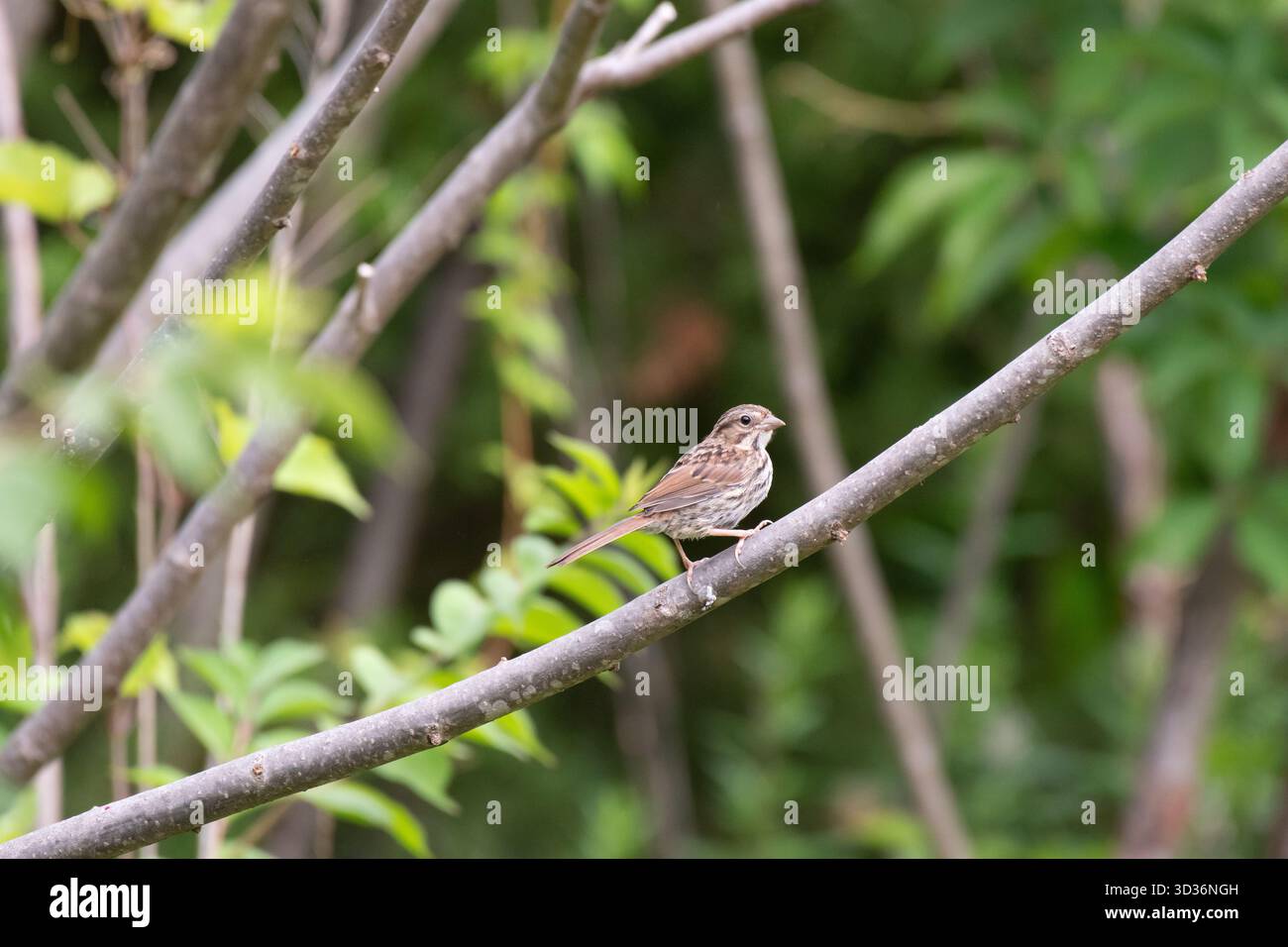 Song Sparrow (Melospiza melodia) arroccato sul ramo d'albero, Tyson's Corner, Virginia, USA Foto Stock