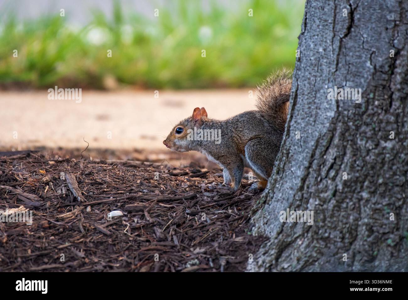 Uno scoiattolo grigio orientale in Virginia sale su un ritratto da vicino di un albero Foto Stock