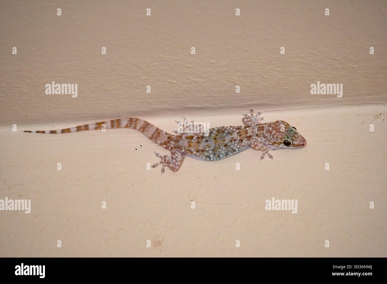 Mediterranean House Gecko (Hemidactylus turcicus) all'interno di una casa, costa settentrionale dell'Egitto Foto Stock