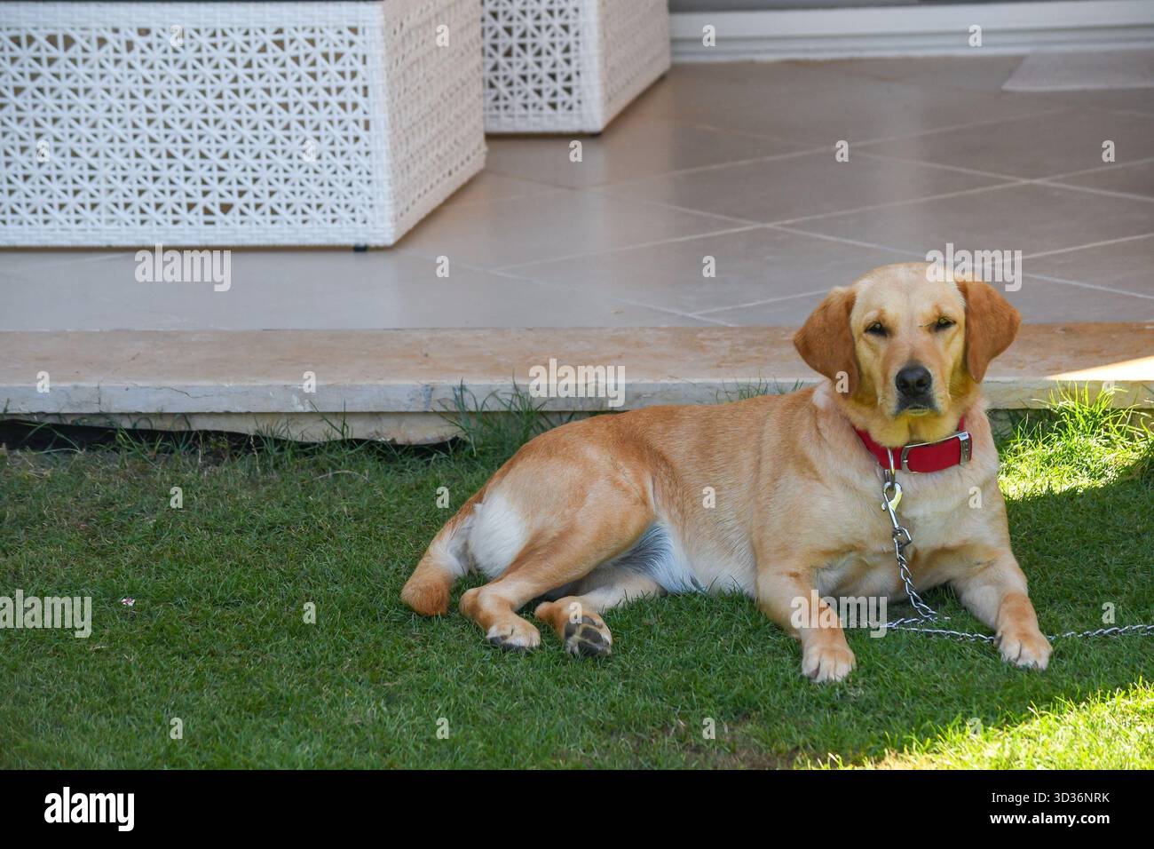 Una femmina labrador retriever al guinzaglio giace nel giardino di fronte al patio Foto Stock