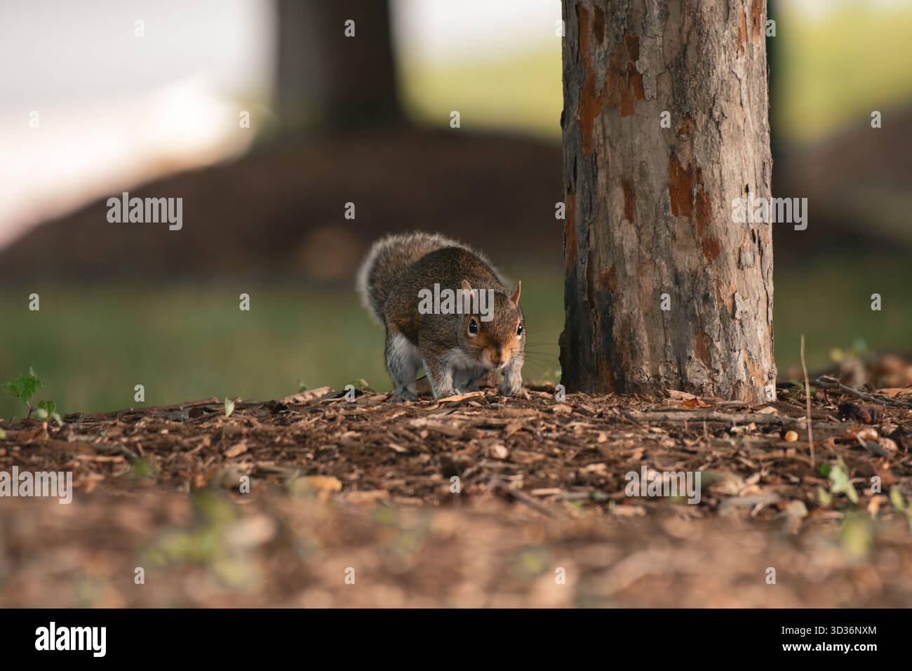 Carino scoiattolo grigio orientale si forgia per il cibo in autunno foilage Foto Stock