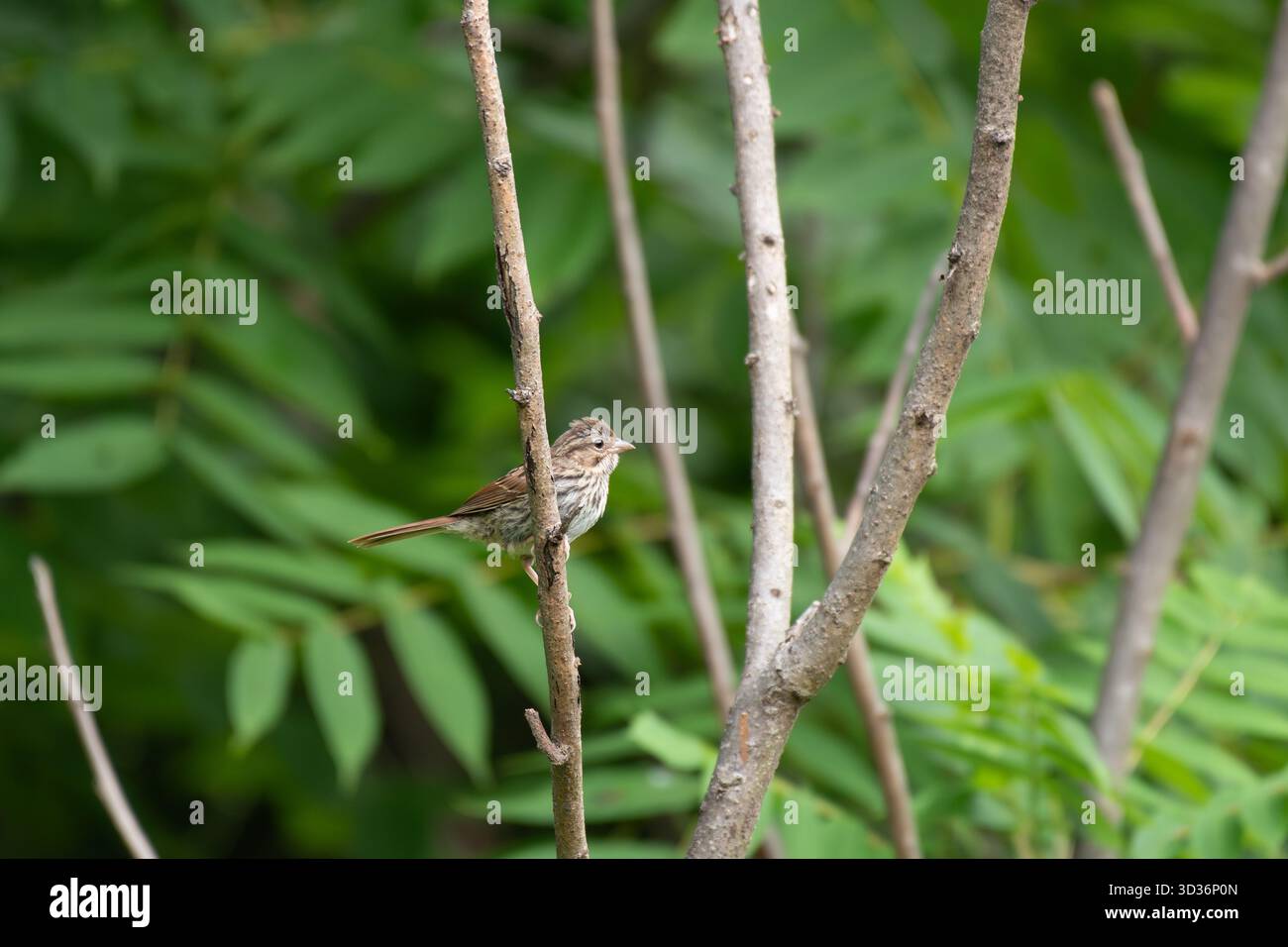 Song Sparrow (Melospiza melodia) arroccato sul ramo d'albero, Tyson's Corner, Virginia, USA Foto Stock