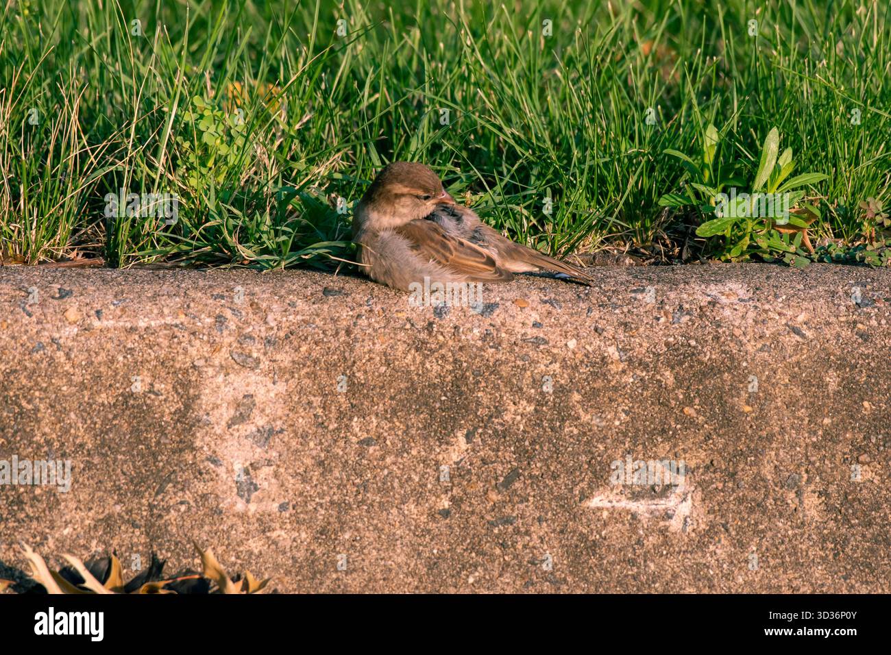House Sparrow (passer domesticus) si presta sul marciapiede, Tyson's Corner, Virginia, USA Foto Stock