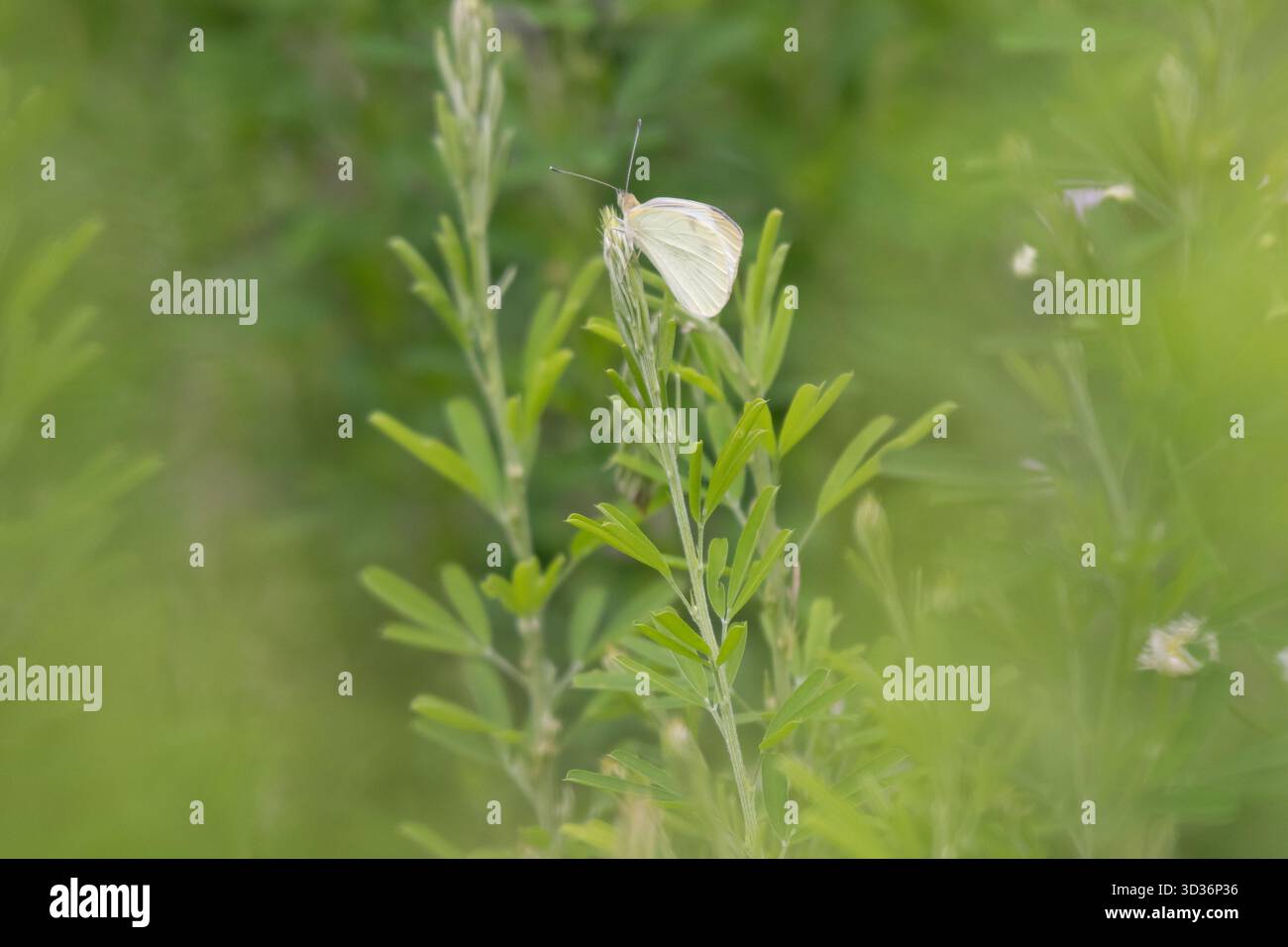 Sognare una foto di una piccola farfalla bianca (Pieris rapae) nell'angolo di Tyson, Virginia, Stati Uniti Foto Stock