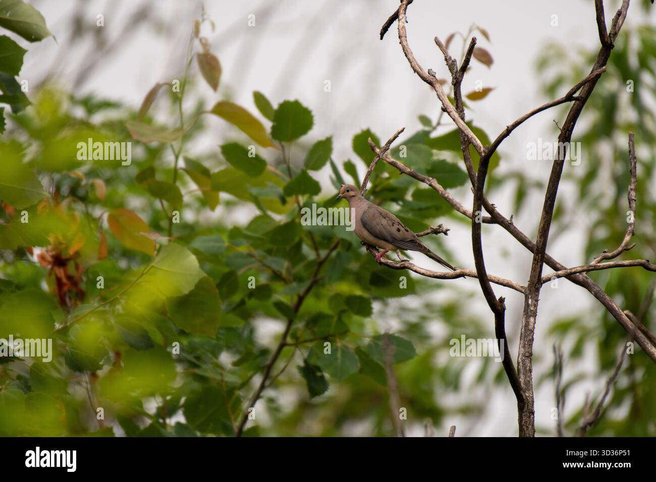 Lutto colomba (Zenaida macroura) sul ramo d'albero, Tyson's Corner, Virginia, USA Foto Stock