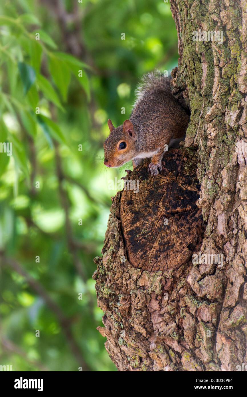 Uno scoiattolo grigio orientale in Virginia sale su un ritratto da vicino di un albero Foto Stock