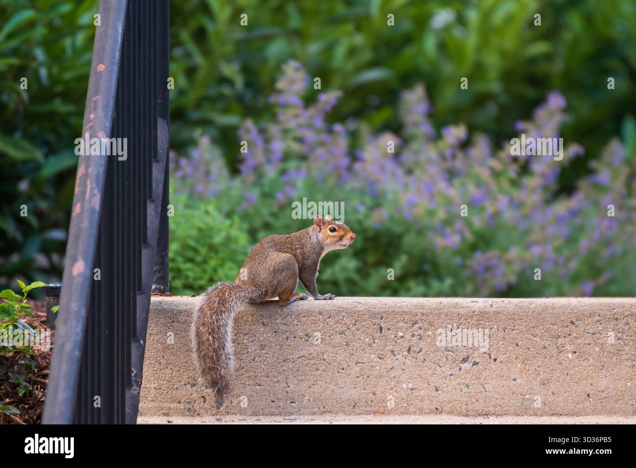 Uno scoiattolo grigio si erge sui gradini di Tyson's Corner, Virginia, USA Foto Stock