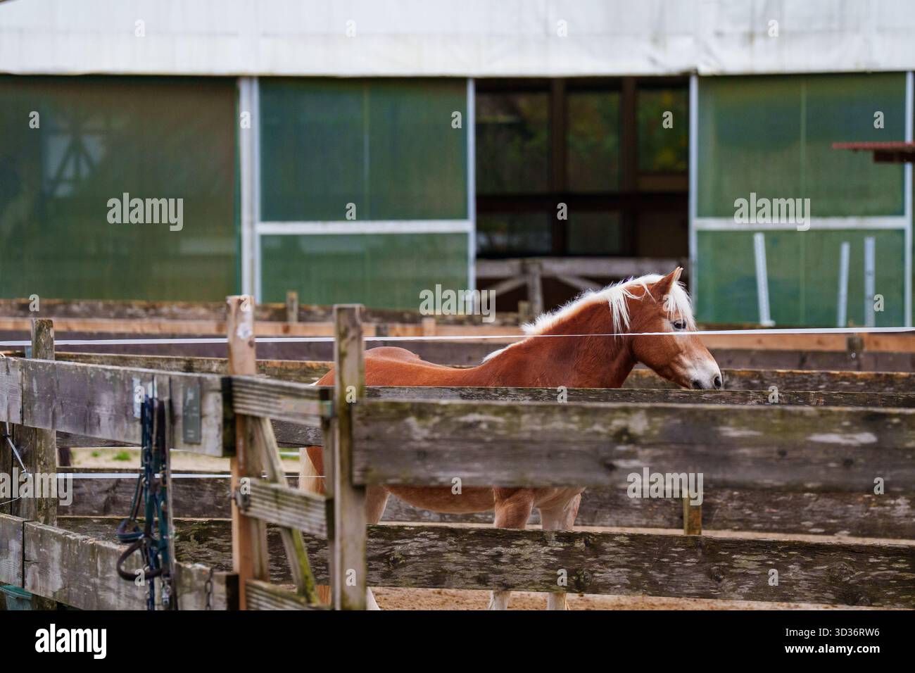 Un cavallo Palomino si trova in una stalla di legno. Foto Stock
