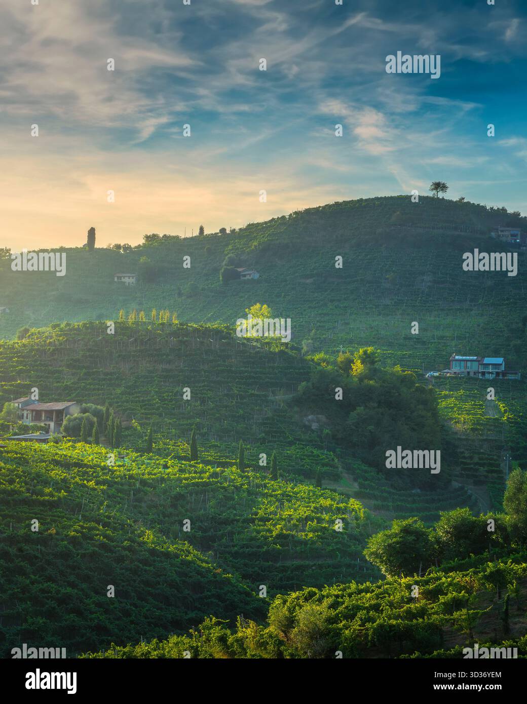 Panorama verticale dei ripidi vigneti terrazzati di Prosecco nelle colline di Valdobbiadene, patrimonio dell'umanità dell'UNESCO, Veneto, Italia. Luce del tramonto Foto Stock