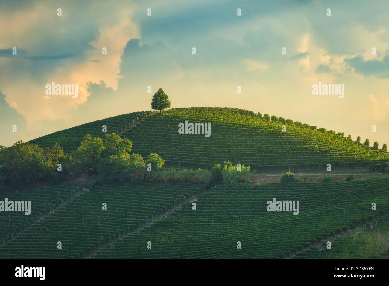 Paesaggio iconico della regione vinicola delle Langhe, in Piemonte. Un albero solitario corona una ripida collina ricoperta da filari di vigneti nei pressi di Barbaresco. Tramonto dorato Foto Stock