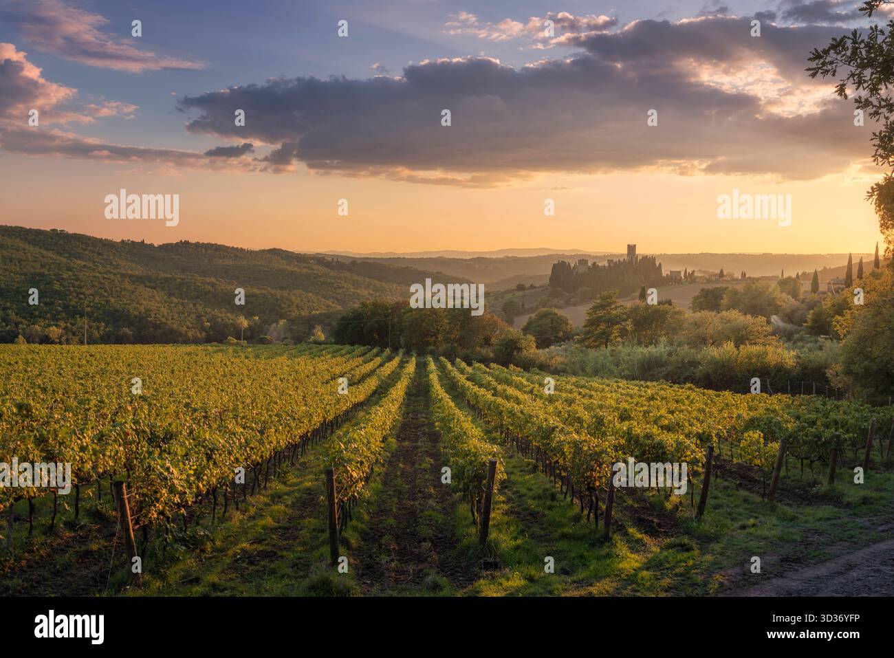 La luce dorata illumina i filari dei vigneti nella regione vinicola del Chianti. La storica Abbazia di Badia a Passignano e le dolci colline toscane sullo sfondo Foto Stock