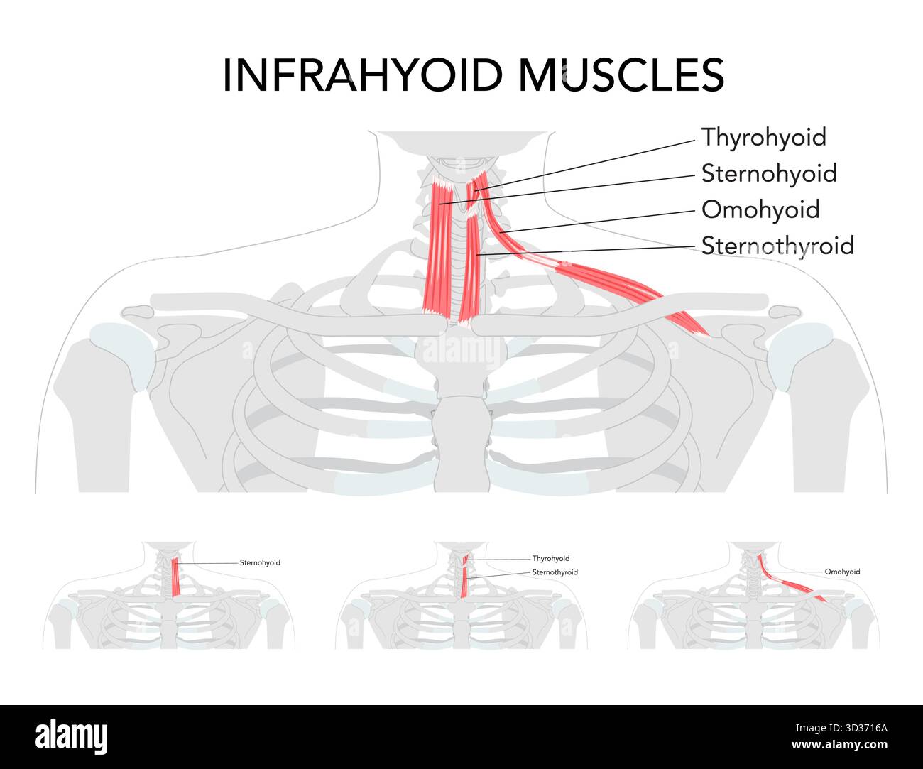 Set di grafico del muscolo infraioide del collo, sternoioide, sternotiroide, tiroidei, omoioidi, muscoli delle cinghie, anatomia marchiata, innervazione del plesso cervicale, movimento ioide, riferimento scientifico della depressione laringea, Illustrazione Vettoriale