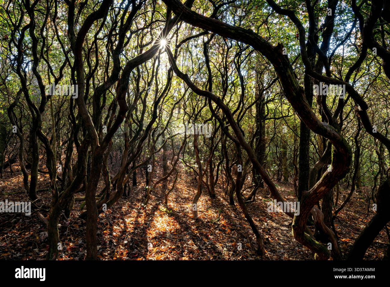 La luce del sole viene filtrata attraverso la foresta alberata della Headwaters State Forest, vicino a Brevard, North Carolina, Stati Uniti Foto Stock