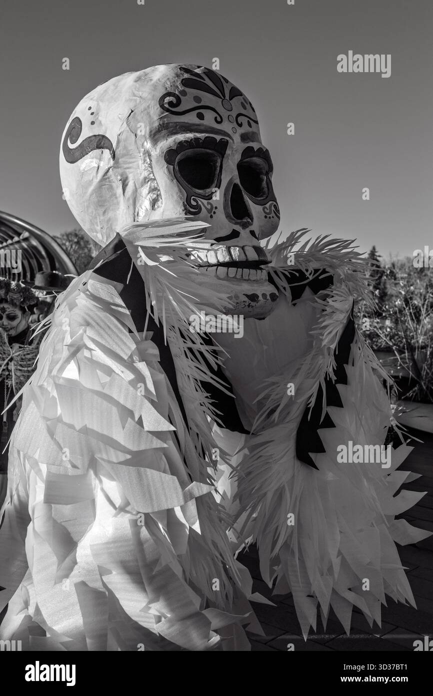 Foto in bianco e nero di un grande costume di Day of the Dead con maschera decorativa per il cranio e vestito in piuma. Calgary, Alberta, Canada Foto Stock