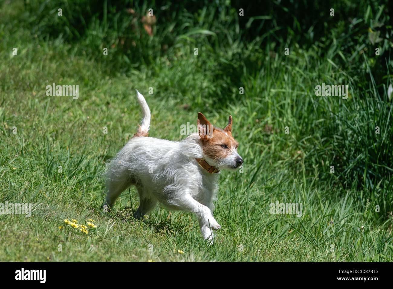 Archie il Parson Russell Terrier che corre nel parco Foto Stock