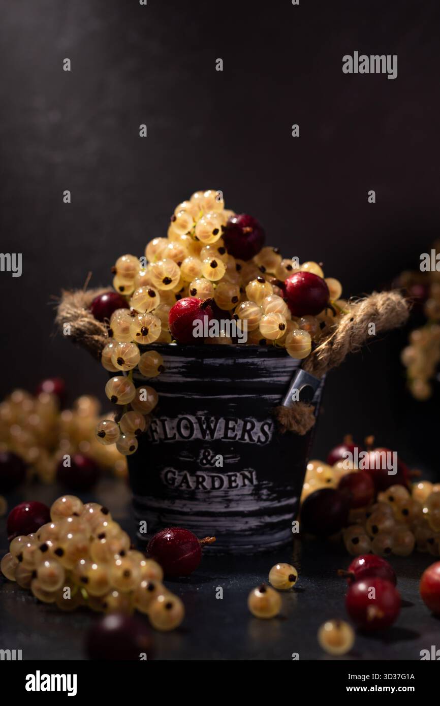 Un secchio rustico trabocca di ribes bianco fresco e ciliegie rosse profonde. Intorno al secchio ci sono bacche sparse, che creano un fascino e un'invit Foto Stock